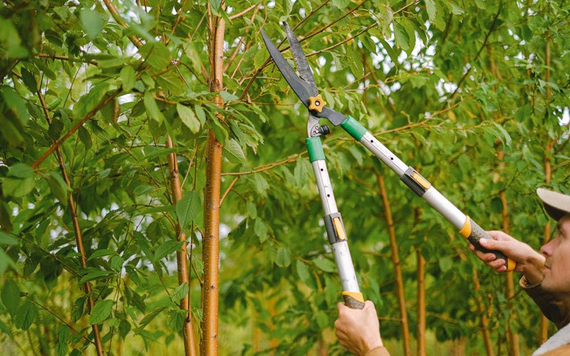 Tree trimming in Walkerton, VA