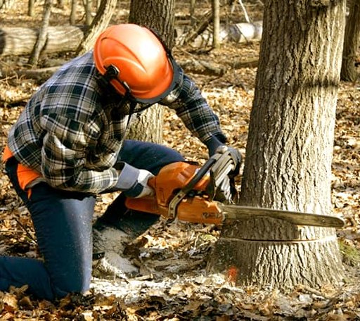 Tree Removal in Walkerton, VA